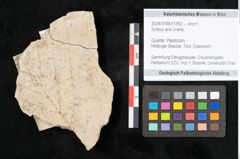 Foto (Objekt + Etikett) von Sorbus aria Crantz (NHMW-GEO-2024-0188-11352)